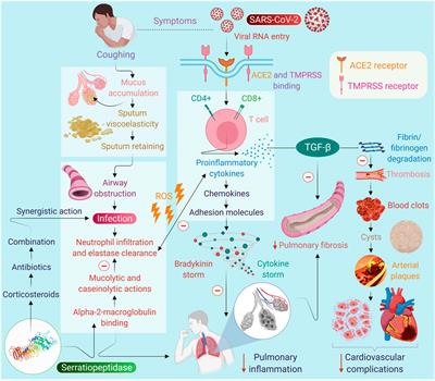 Serratiopeptidase, A Serine Protease Anti-Inflammatory, Fibrinolytic, and Mucolytic Drug, Can Be a Useful Adjuvant for Management in COVID-19